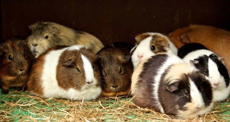 Maths for matings: guinea pig gone viral